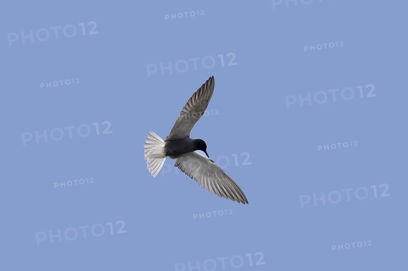 Black tern (Chlidonias niger) in breeding plumage in flight against blue sky