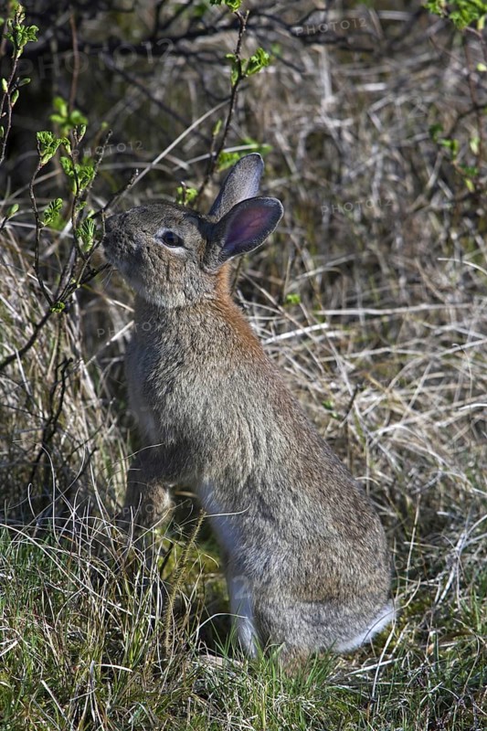 Rabbit (Oryctolagus cuniculus) eating new shoots in shrubs, thicket, Germany, Europe
