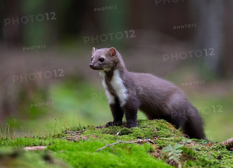 Beech marten (Martes foina), Bitburg, Rhineland-Palatinate, Germany, Europe
