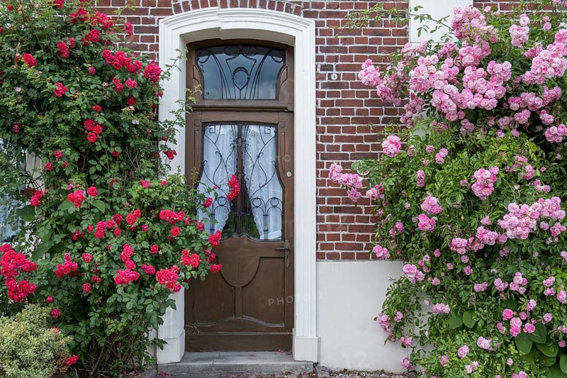 Old house door, climbing roses, Münsterland, North Rhine-Westphalia, Germany, Europe