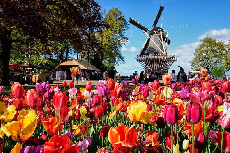KEUKENHOF, NETHERLANDS, MAY 9, 2017: Blooming pink tulips flowerbed in Keukenhof garden, aka the Garden of Europe, one of the world largest flower gardens & windmill & tourists. Lisse, Netherlands
