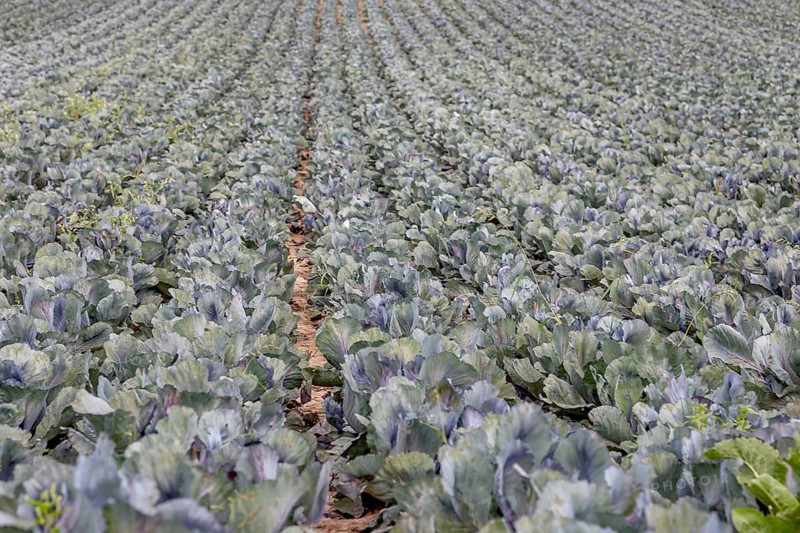 Field with red cabbage (Brassica oleracea convar. capitata var. rubra L.), Southern Palatinate, Palatinate, Rhineland-Palatinate, Germany, Europe