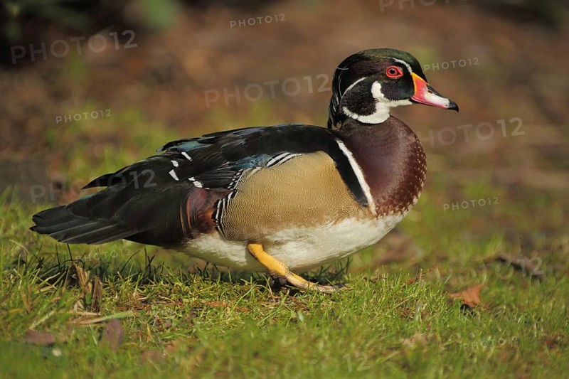 Wood duck (Aix sponsa), male, portrait, water bird, duck, green duck, green duck, Anatinae, duck birds (Anatidae), duck bird, goose birds, water birds (Anseriformes), goose bird, bird, animal, vertebrate, captive