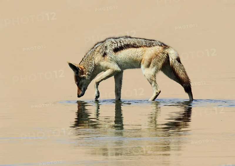 Silver Backed Jackal (Canis mesomelas) reflected in a pool of water, Sandwich Harbour, Namibia, Africa