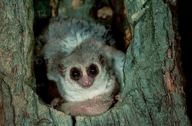 Lesser Dwarf Lemur (Cheirogaleus medius), Berenty, Madagascar, Africa