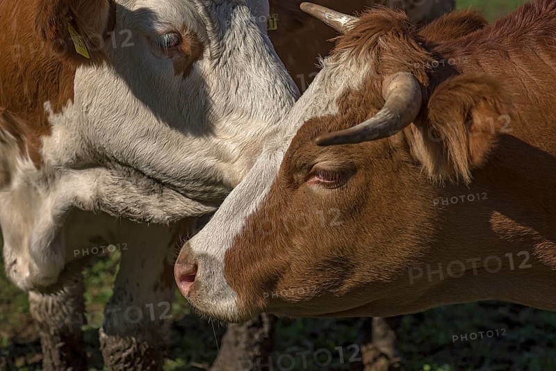 Portrait of Buntscheck cattle, Franconia, Bavaria, Germany, Europe