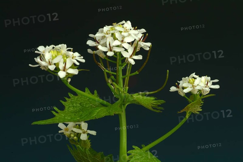 Garlic rue, garlic rue, medicinal plant, seasoning plant, spice, herb, wild plant, medicinal use, Allaria officinalis, Alliaria comune