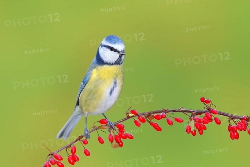 Blue Tit (Parus caeruleus) on Green Barberry (Berberis thunbergii) with red berries in autumn, Siegerland, North Rhine-Westphalia, Germany, Europe