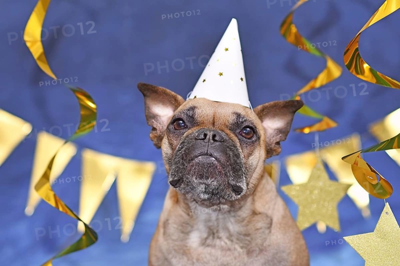 French Bulldog dog wearing New Year's Eve party celebration hat in front of blue background with golden garlands