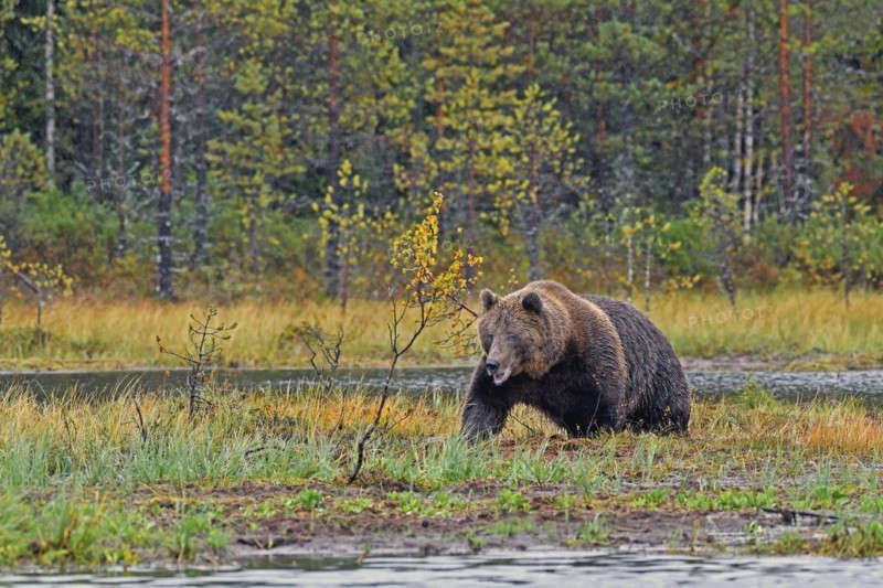 European brown bear (Ursus arctos) walking through swampy terrain, autumn, rear taiga, northern Finland, Finland, Europe