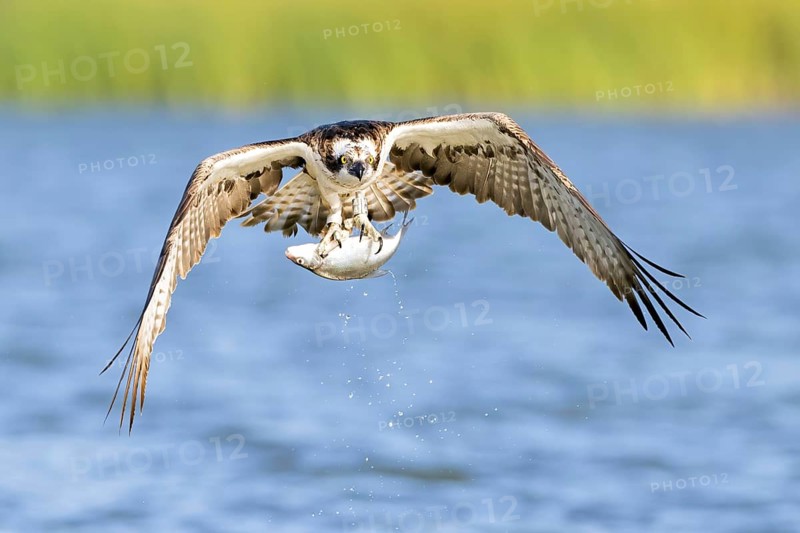 Western osprey (Pandion haliaetus) flying with caught fish, Lake Malchin, Mecklenburg-Western Pomerania, Germany, Europe