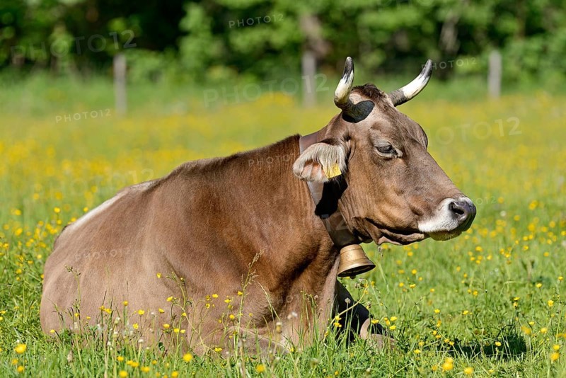 Domestic cattle (Bos primigenius taurus) with a cowbell resting in a meadow, Stillachtal near Oberstdorf, Allgäu Alps, Allgäu, Bavaria, Germany, Europe