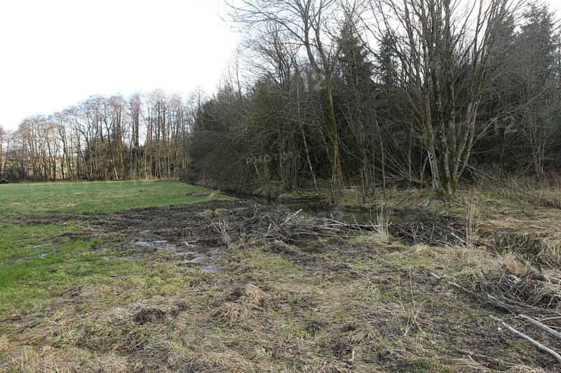 European beaver (Castor fiber) due to dammed stream flooding and damage in adjacent meadow, Allgäu, Bavaria, Germany, Europe