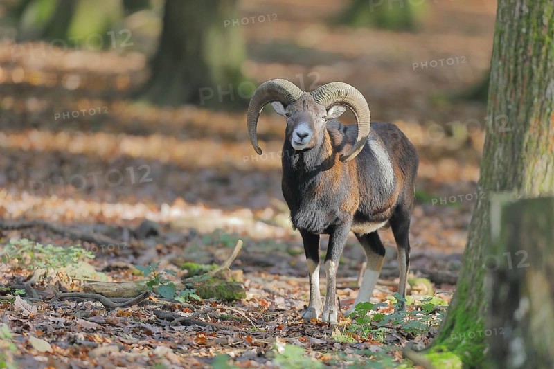European mouflon (Ovis gmelini musimon), ram standing in the forest, Taunus, Hesse, Germany, Europe