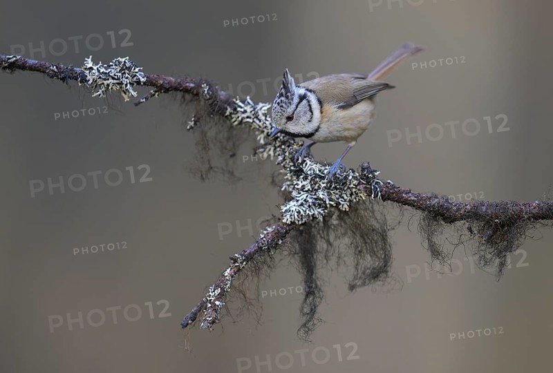 Crested Tit (Lophophanes cristatus), on a branch covered with bearded lichen, Biosphere Reserve, Swabian Alb, Baden-Württemberg, Germany, Europe