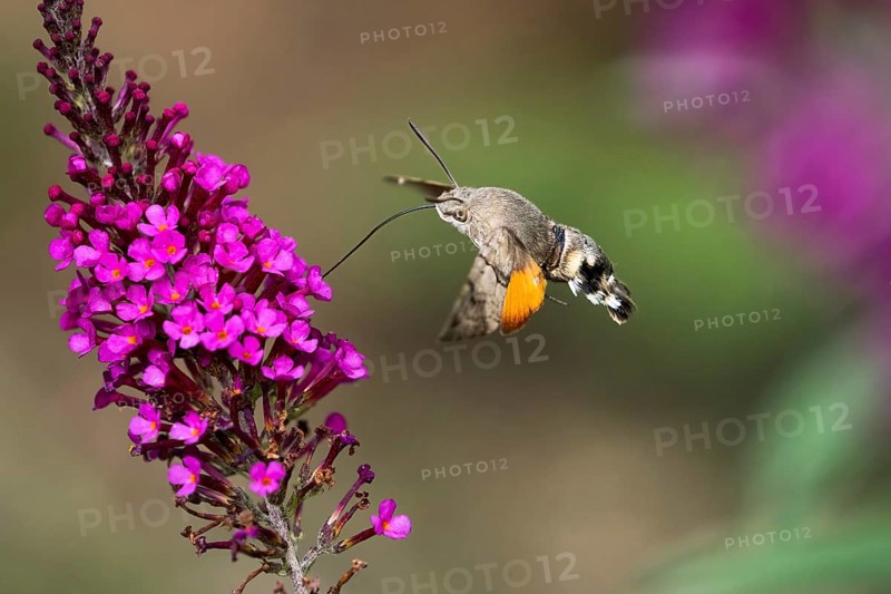 Hummingbird hawk-moth (Macroglossum stellatarum), flying, sucking nectar on flower of butterfly-bush (Buddleja davidii), Hesse, Germany, Europe