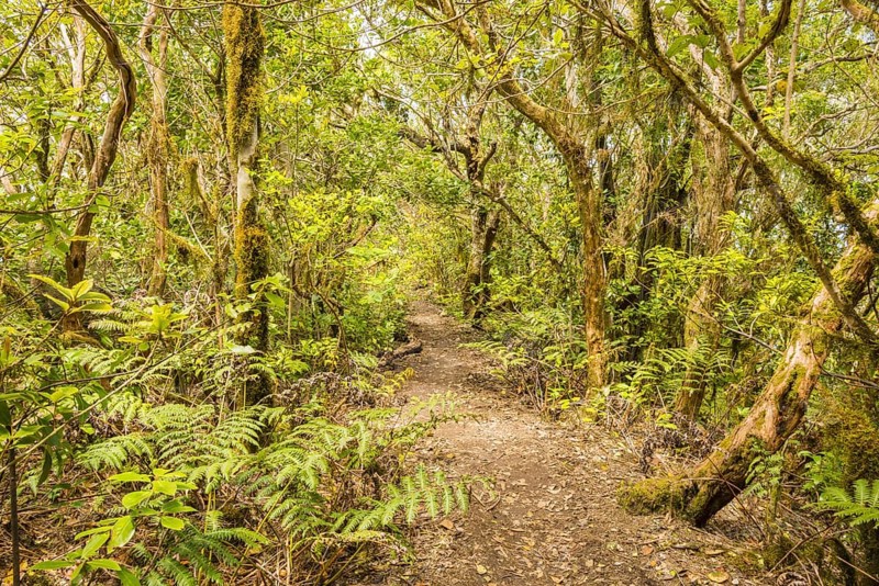 Laurel forest, cloud forest, Anaga Mountains, Tenerife, Canary Islands, Spain, Europe
