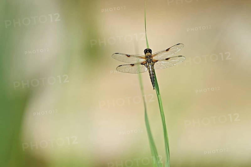 Four-spotted chaser (Libellula quadrimaculata), sitting on a reed, Canton Zurich, Switzerland, Europe