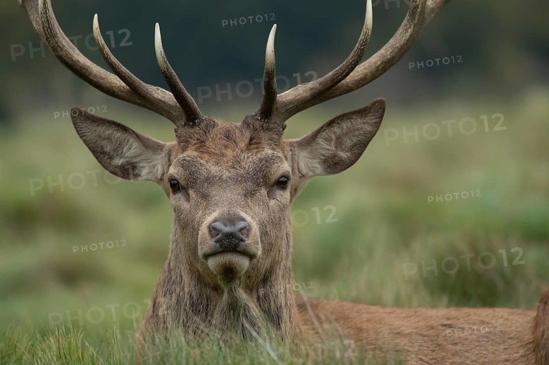 Red deer (Cervus elaphus) adult male stag animal portrait, Surrey, England, United Kingdom, Europe