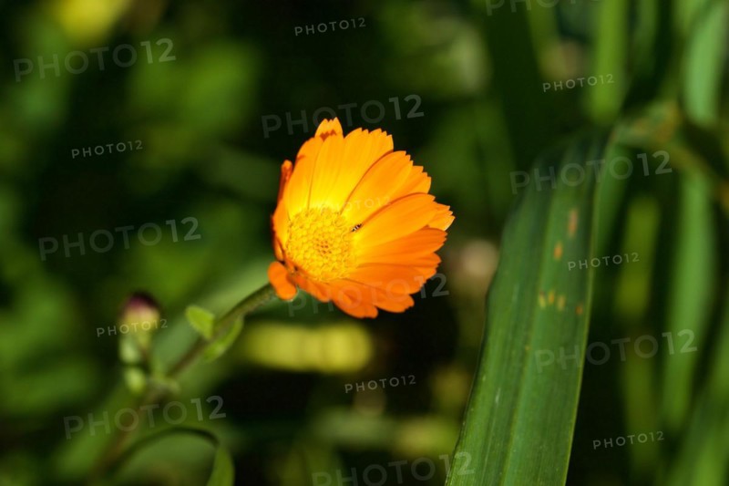 Marigold (Calendula), orange, macro, flower, Zingaro, national park, nature reserve, northwest, Sicily, Italy, Europe