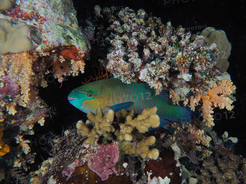 A rusty-naped parrotfish (Scarus ferrugineus) seeks shelter for the night among stony corals. Dive site St Johns Caves, Saint Johns Reef, Red Sea, Egypt, Africa