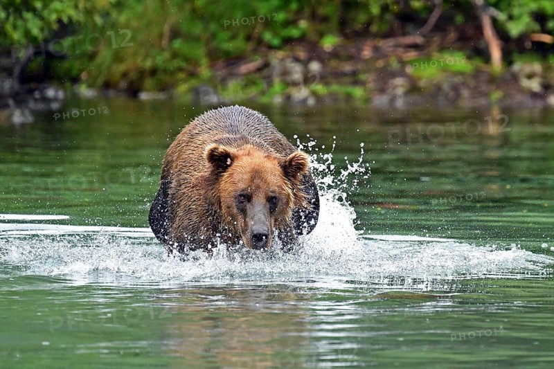 Brown bear (Ursus arctos) hunting for salmon in the water, Lake Clark National Park, Alaska