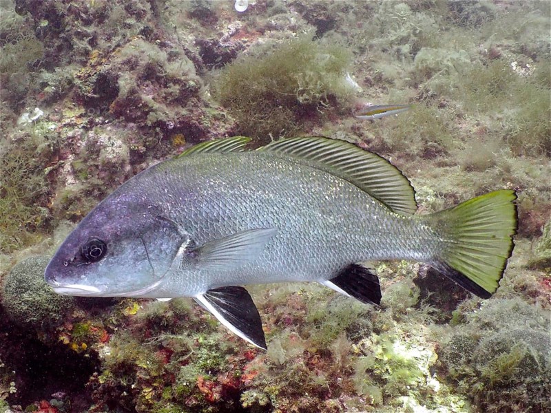 Brown meagre (Sciaena umbra), dive site Marine Protected Area Iles Medes, L' Estartit, Costa Brava, Spain, Mediterranean Sea, Europe