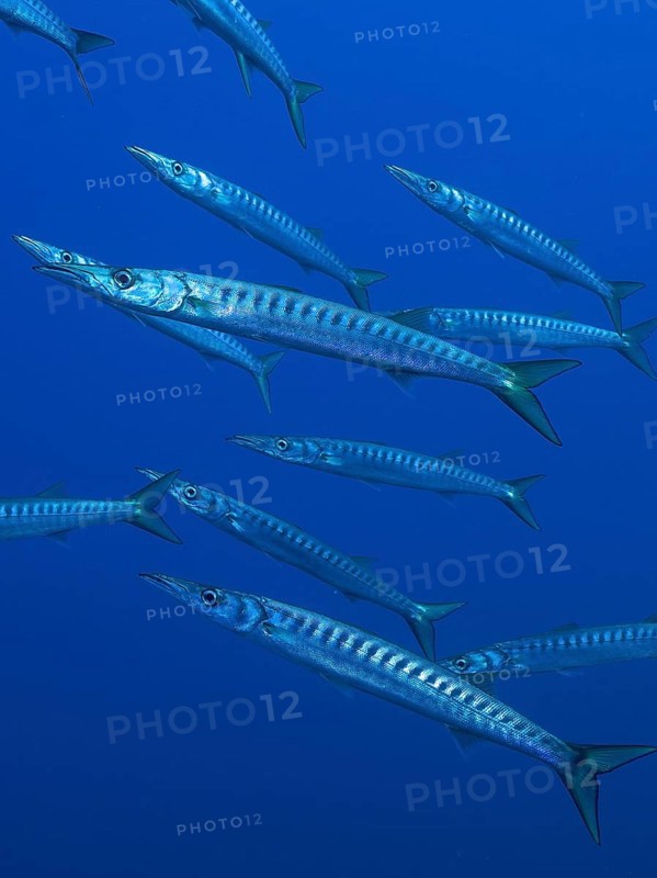 Group, shoal of european barracuda (Sphyraena sphyraena) near Hyères. Dive site Giens Peninsula, Côte dAzur, France, Europe