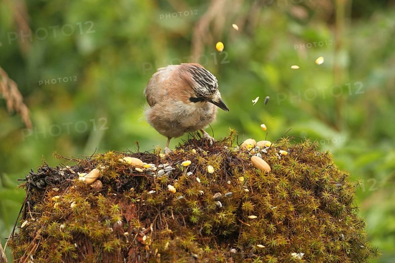 Eurasian jay (Garrulus glandarius) rummaging through summer food, Allgäu, Bavaria, Germany, Europe