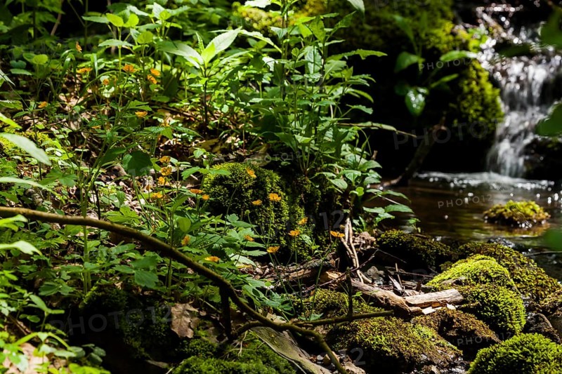 The Tharandt Forest, formerly known as the Grillenburg Forest, is a landscape in the centre of Saxony and lies southwest of the forestry town of Tharandt, south of the town of Wilsdruff