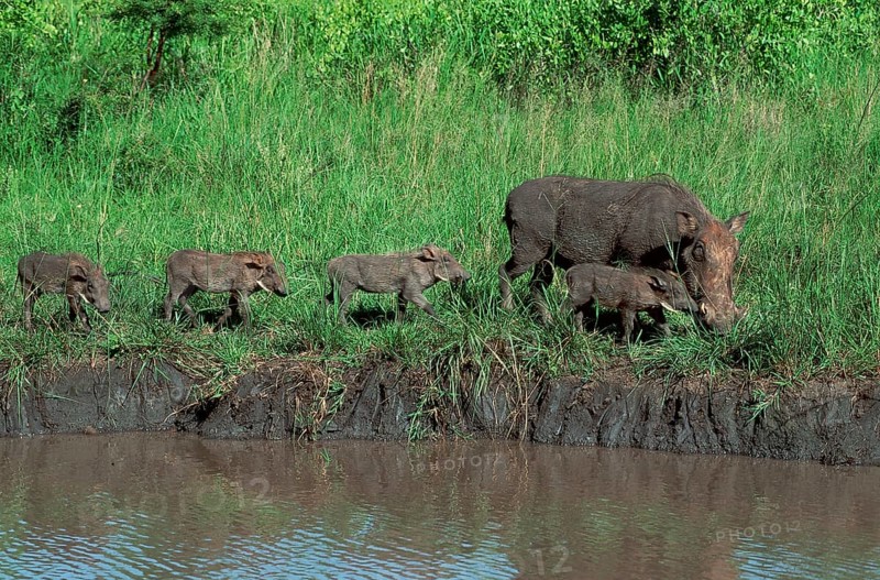 Wart Hogs, female with youngs, Hluhluwe national park, South Africa (Phacochoerus aethiopicus), pig, side