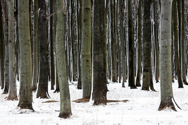Tree trunks in the ghostly forest or Nienhäger Holz, near Nienhagen, Mecklenburg-Vorpommern, Germany, Europe