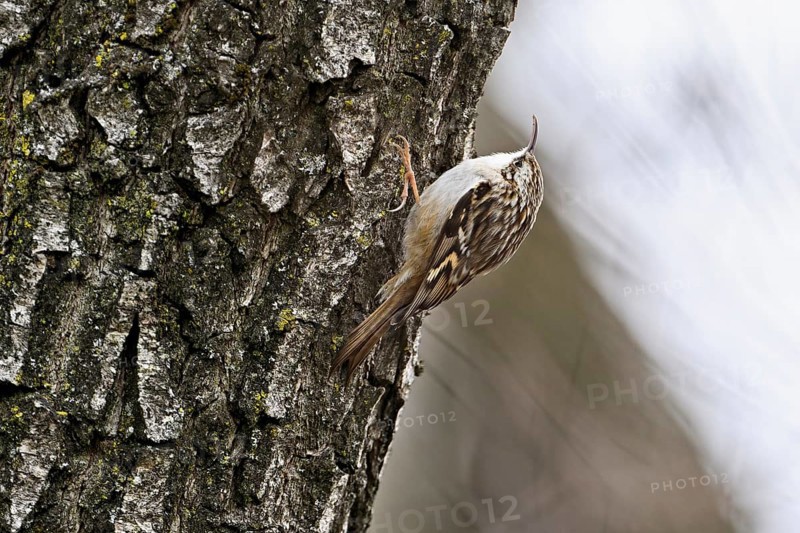 Eurasian treecreeper (Certhia familiaris), Switzerland, Europe