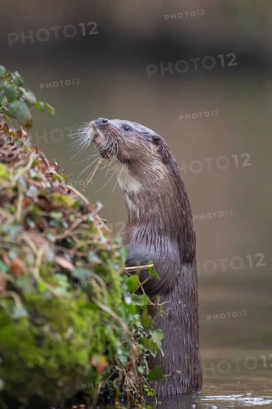 European otter (Lutra lutra) adult animal looking up at a river bank, Norfolk, England, United Kingdom, Europe