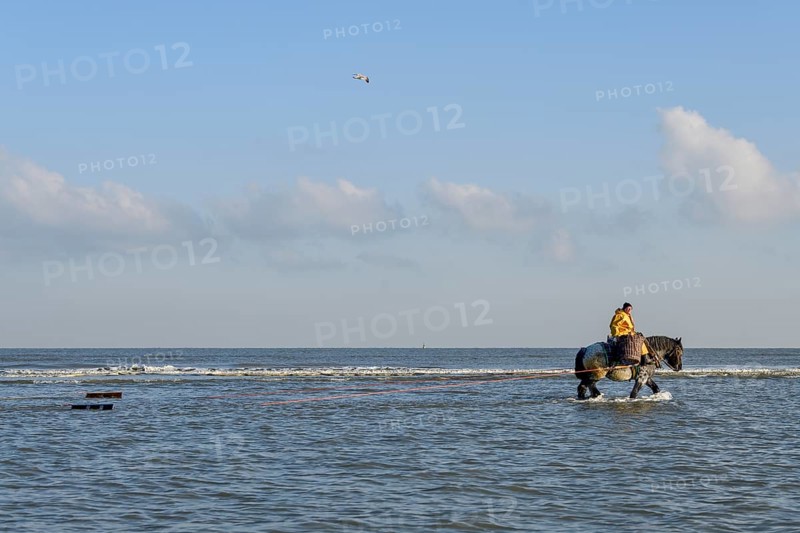 Horse fishermen catching Brown shrimp (Crangon crangon), Koksijde, North Sea coast, province of West Flanders, Belgium, Europe