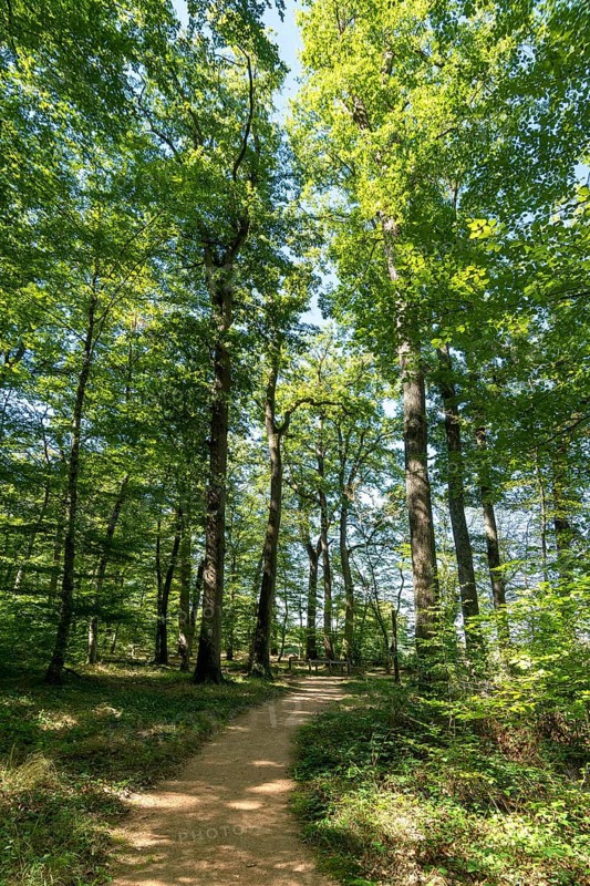 Summer in oak forest, Forest of Troncais. Allier department. Auvergne Rhone Alpes. France