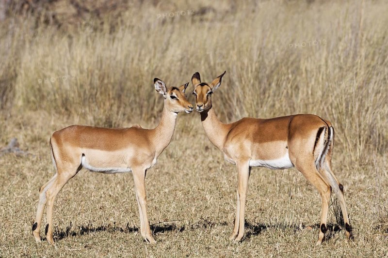 Common impalas (Aepyceros melampus), two females in dry grassland, showing affection, eye contact, savanna, Mahango Core Area, Bwabwata National Park, Kavango East, Caprivi Strip, Namibia, Africa