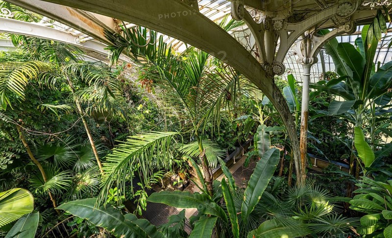 Tropical rainforest, Palm House, oldest Victorian greenhouse in the world, Royal Botanic Gardens, Kew, London, England, Great Britain