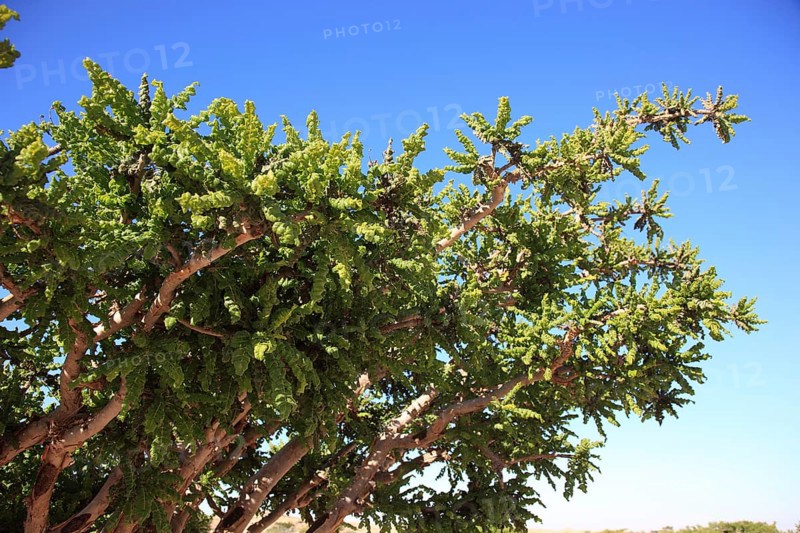 Wadi Dawqah, Incense Tree Cultures, UNESCO World Heritage Site, frankincense (Boswellia Sacra) Carterii, near Salalah, Oman, Asia