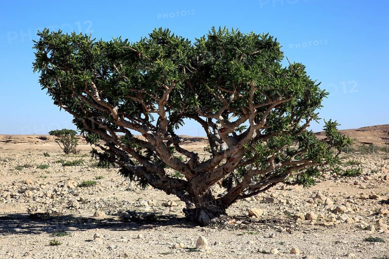Wadi Dawqah, Incense Tree Cultures, UNESCO World Heritage Site, frankincense (Boswellia Sacra) Carterii, near Salalah, Oman, Asia