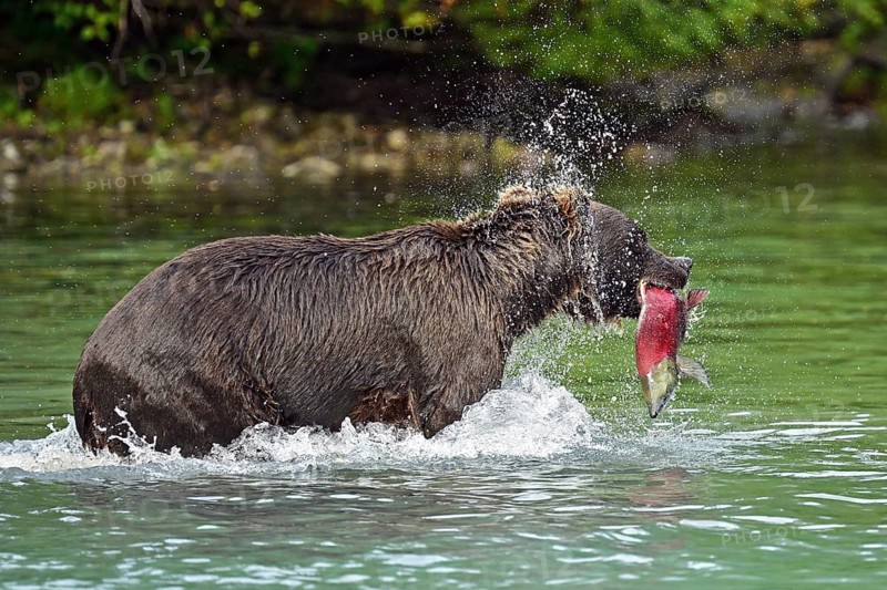 Brown bear (Ursus arctos) standing in the water with a freshly caught salmon in its mouth, Lake Clark National Park, Alaska