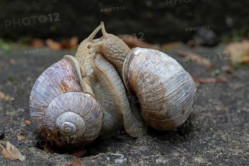 Burgundy snails (Helix pomatia) mating, Friedenau, Berlin, Germany, Europe