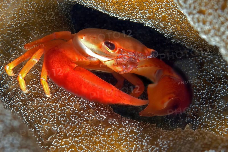 Close-up of red coral crab (Trapezia formosa) showing typical behaviour sitting in living cavity in coral partner coral stone coral (Acropora) in coral reef, Indian Ocean, Strait of Hormuz, Jazirat Island, Musandam, Oman, Asia