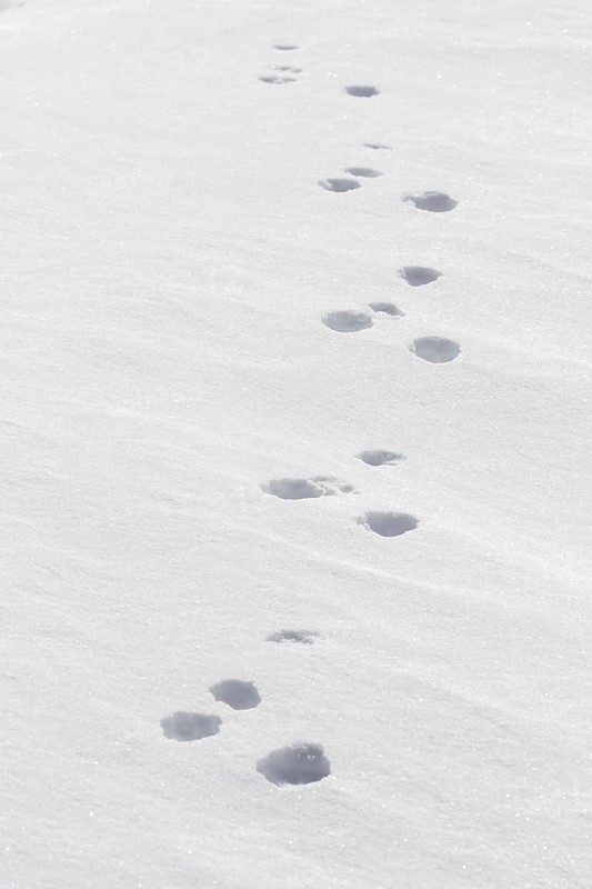 Close up footprints in the snow of mountain hare (Lepus timidus), Alpine hare, snow hare in winter