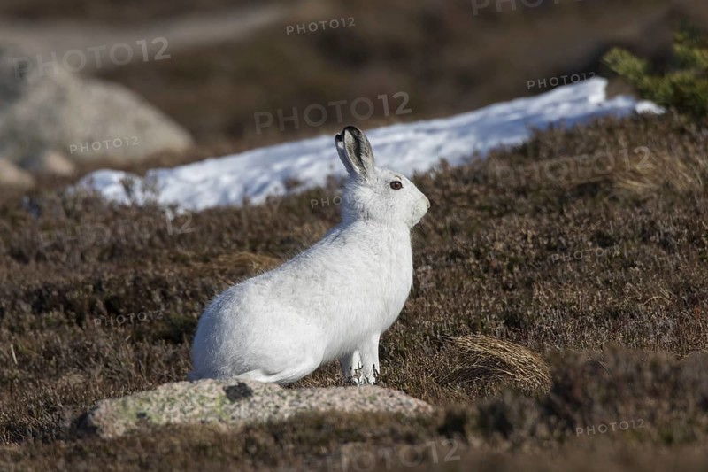 Mountain hare (Lepus timidus), Alpine hare, snow hare in white winter pelage sitting in moorland, heathland