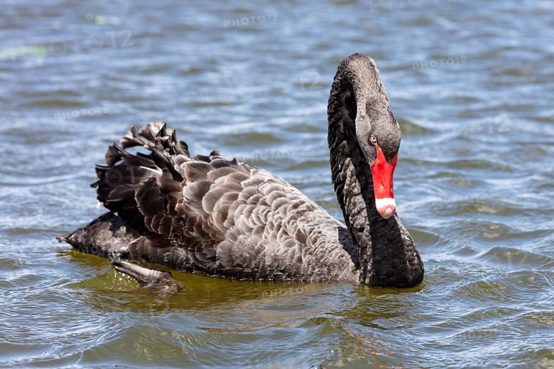 Black Swan (Cygnus atratus), Rotorua, Lake, New Zealand, Oceania