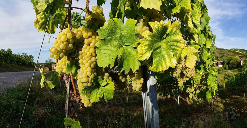 Grape vines (Vitis vinifera) with white grapes and leaves in Sasbachwalden, Ortenaukreis, Baden-Württemberg, Germany, Europe