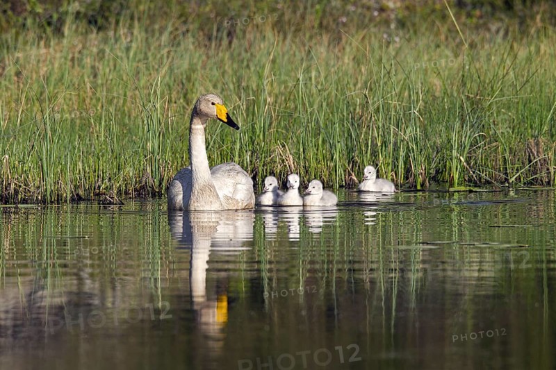 Whooper swan (Cygnus cygnus) adult swimming in lake with cygnets in spring in Scandinavia