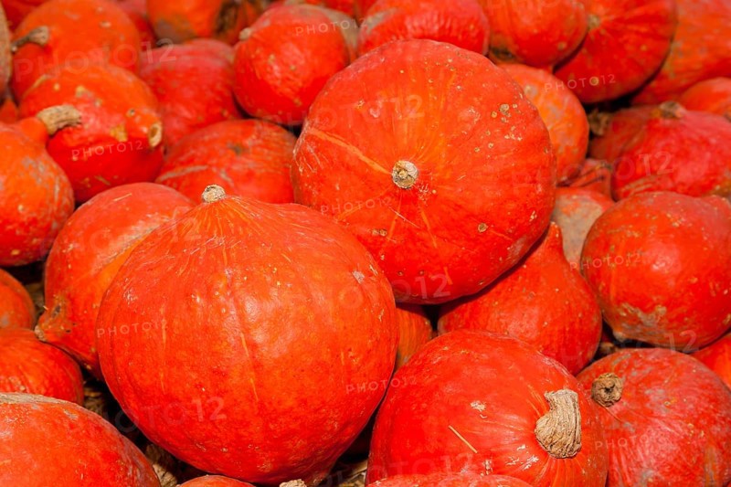 Pumpkins (Cucurbita) (Cucurbitaceae) are a genus of plants in the gourds . Five species are cultivated: Cucurbita argyrosperma, siam pumpkin (Cucurbita ficifolia), squash (Cucurbita maxima), musk squash (Cucurbita moschata) and garden pumpkin (Cucurbita pepo)
