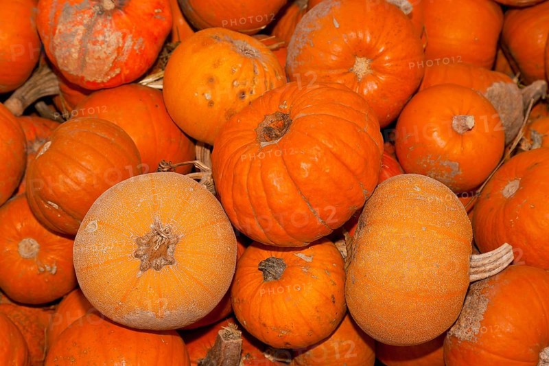 Pumpkins (Cucurbita) (Cucurbitaceae) are a genus of plants in the gourds . Five species are cultivated: Cucurbita argyrosperma, siam pumpkin (Cucurbita ficifolia), squash (Cucurbita maxima), musk squash (Cucurbita moschata) and garden pumpkin (Cucurbita pepo)